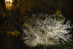 DSC01003
