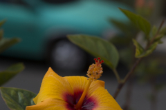 DSC09454