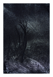 luces-crepusculares-hierba-seca-al-pie-del-bosque-quemado-scaled