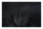 luces-crepusculares-la-luna-en-las-ramas-scaled
