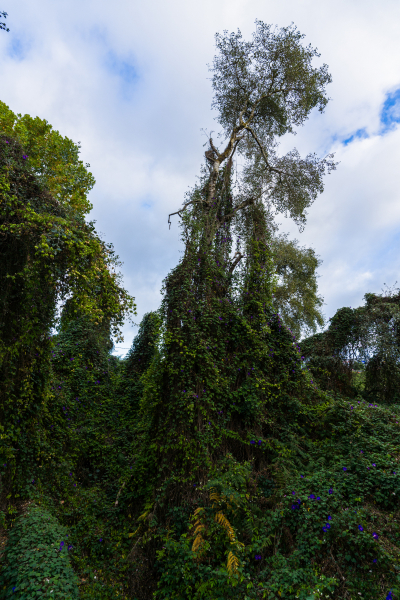 FE-16-35mm-F2.8-GM7R303335