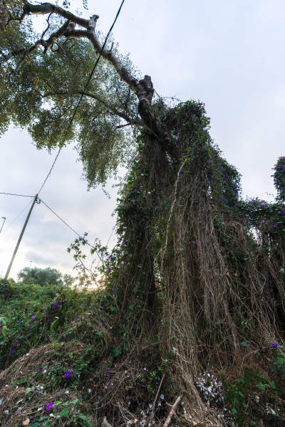 FE-16-35mm-F2.8-GM7R303343