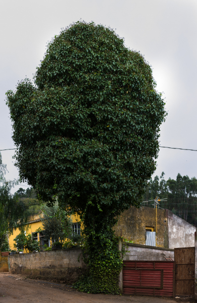FE-55mm-F1.8-ZA7R307689-Pano