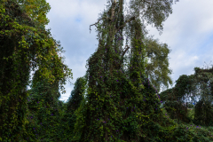 FE-16-35mm-F2.8-GM7R303335