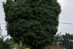 FE-55mm-F1.8-ZA7R307689-Pano